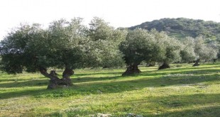 Una explotación de olivar ecológico en la provincia de Córdoba. Foto de archivo.