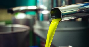 Extracción de aceite de oliva en una almazara.