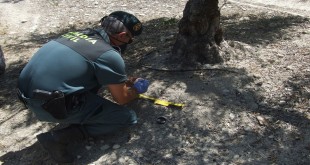 Un agente del Seprona de la Guardia Civil analiza unos cebos con veneno encontrados en un olivar. Foto: Guardia Civil.