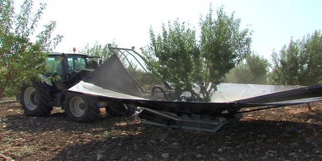 Recolección de almendras en una explotación agrícola de Baena. Foto: TV Baena.